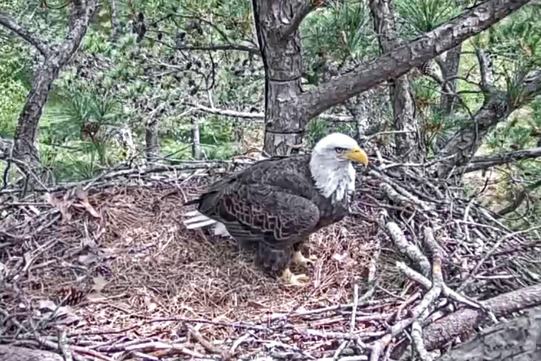 Berry College Eagle Cam 2021