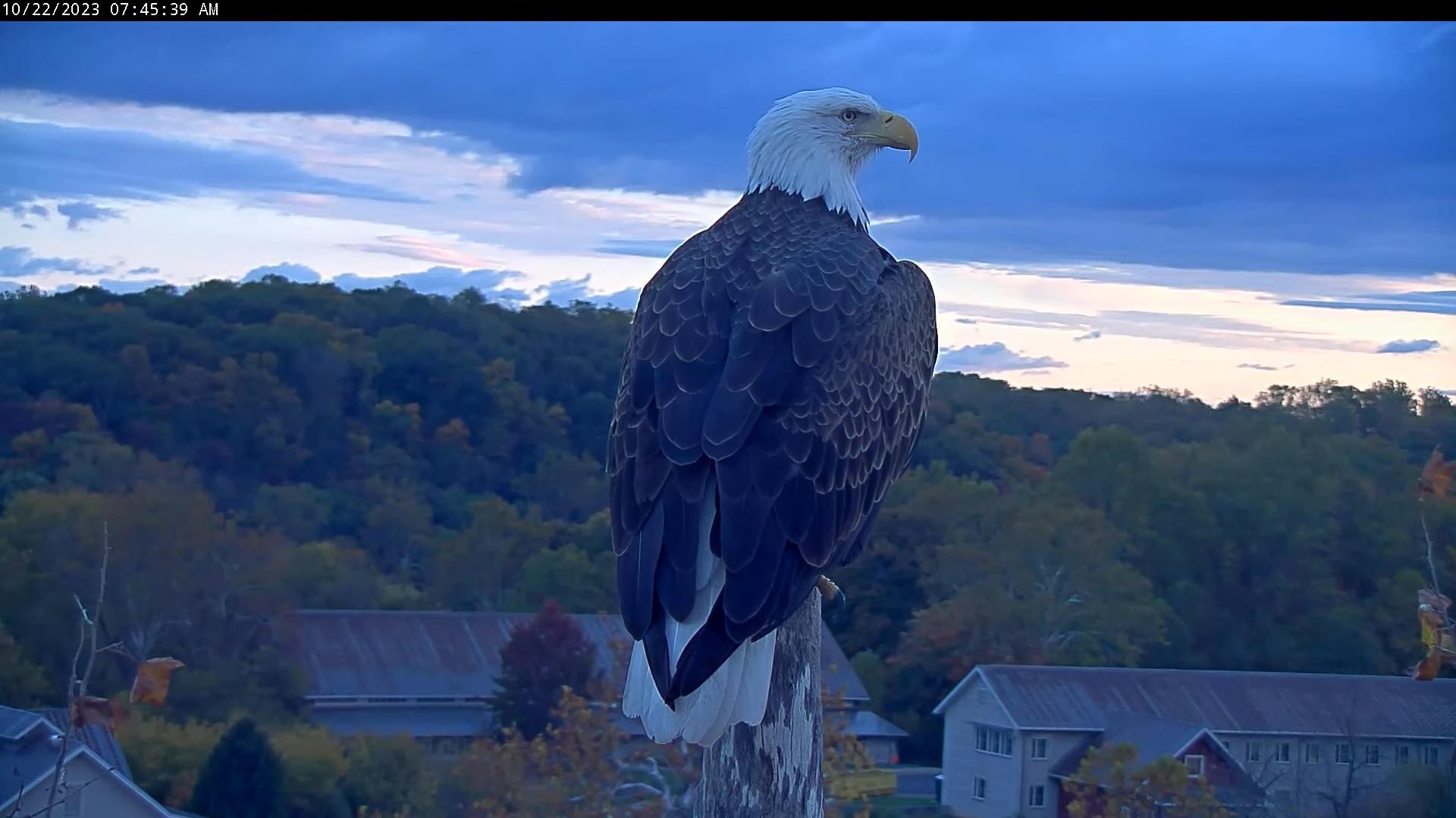 Bald eagles caught mating on camera in Big Bear Valley, California