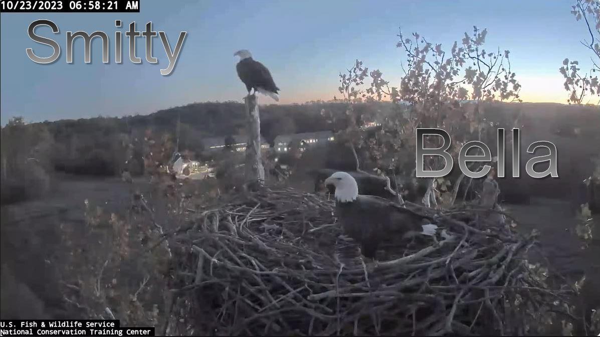 The First Egg of 2023 Arrives for Big Bear's Beloved Bald Eagles