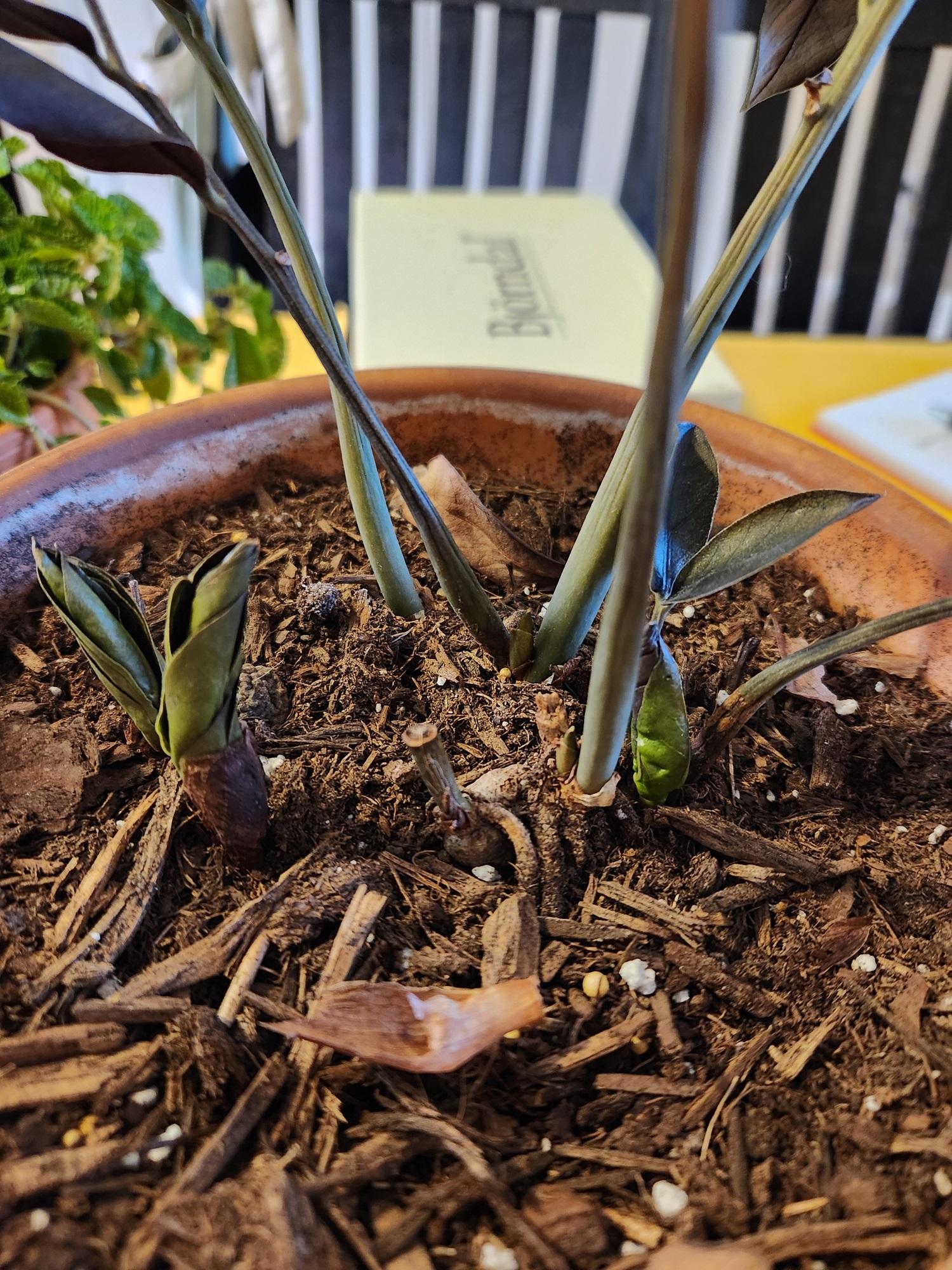 The Sill | How To Care for a ZZ Plant