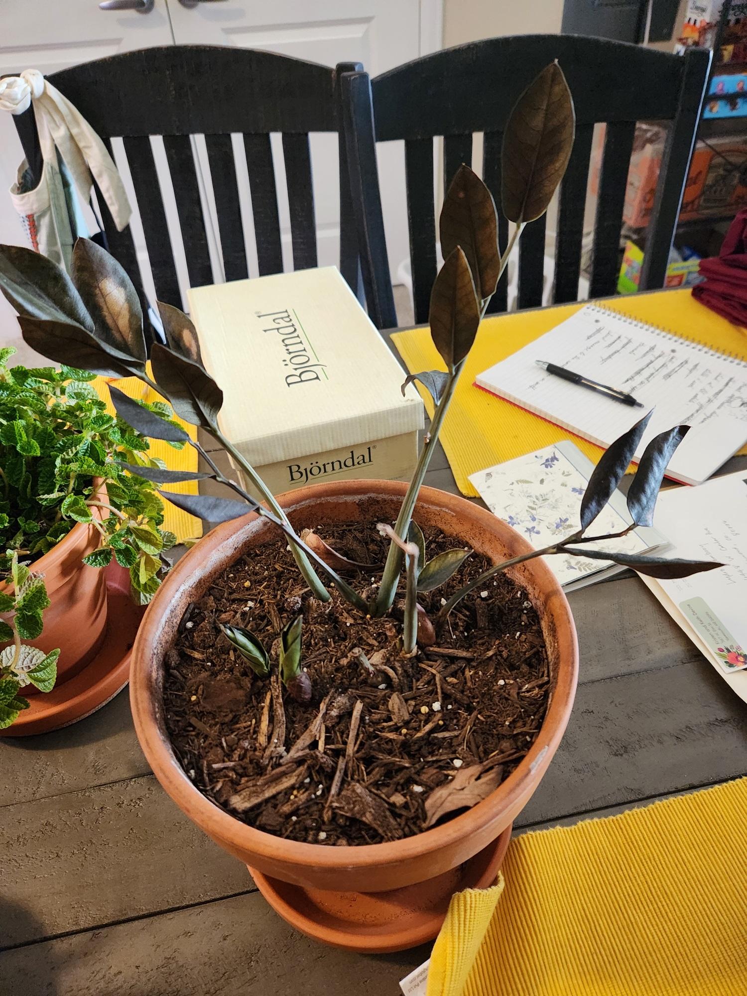 The Sill | How To Care for a ZZ Plant