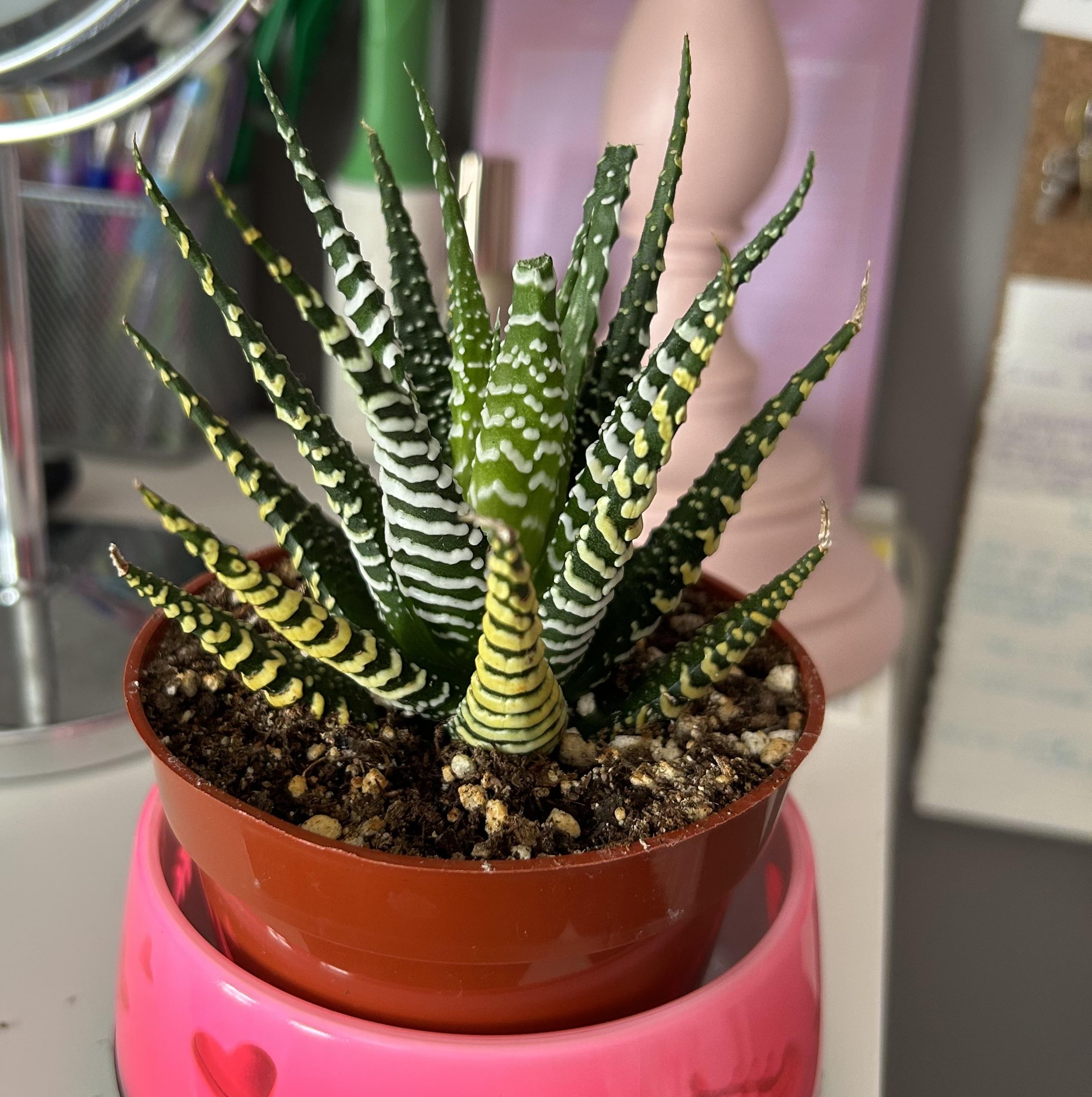 How to care for the Haworthia succulent | Plants 101 - The Sill
