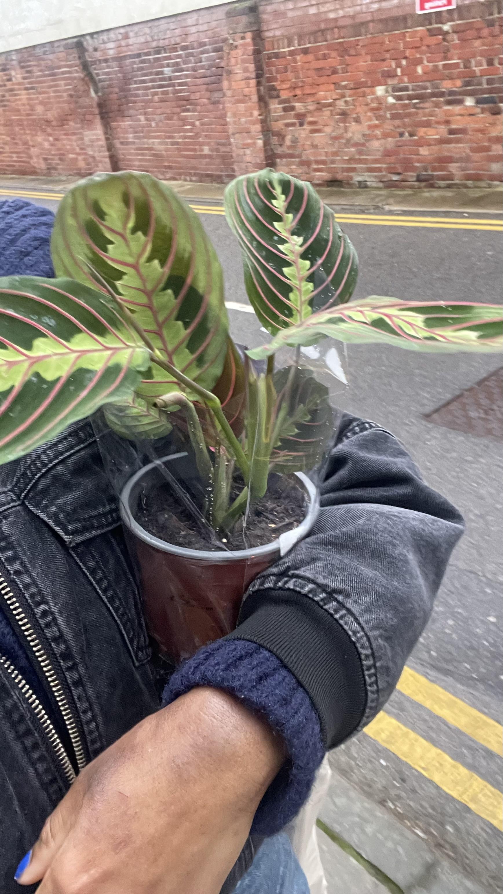 Prayer Plant Care Guide (Maranta) | Tips & Tricks | The Sill
