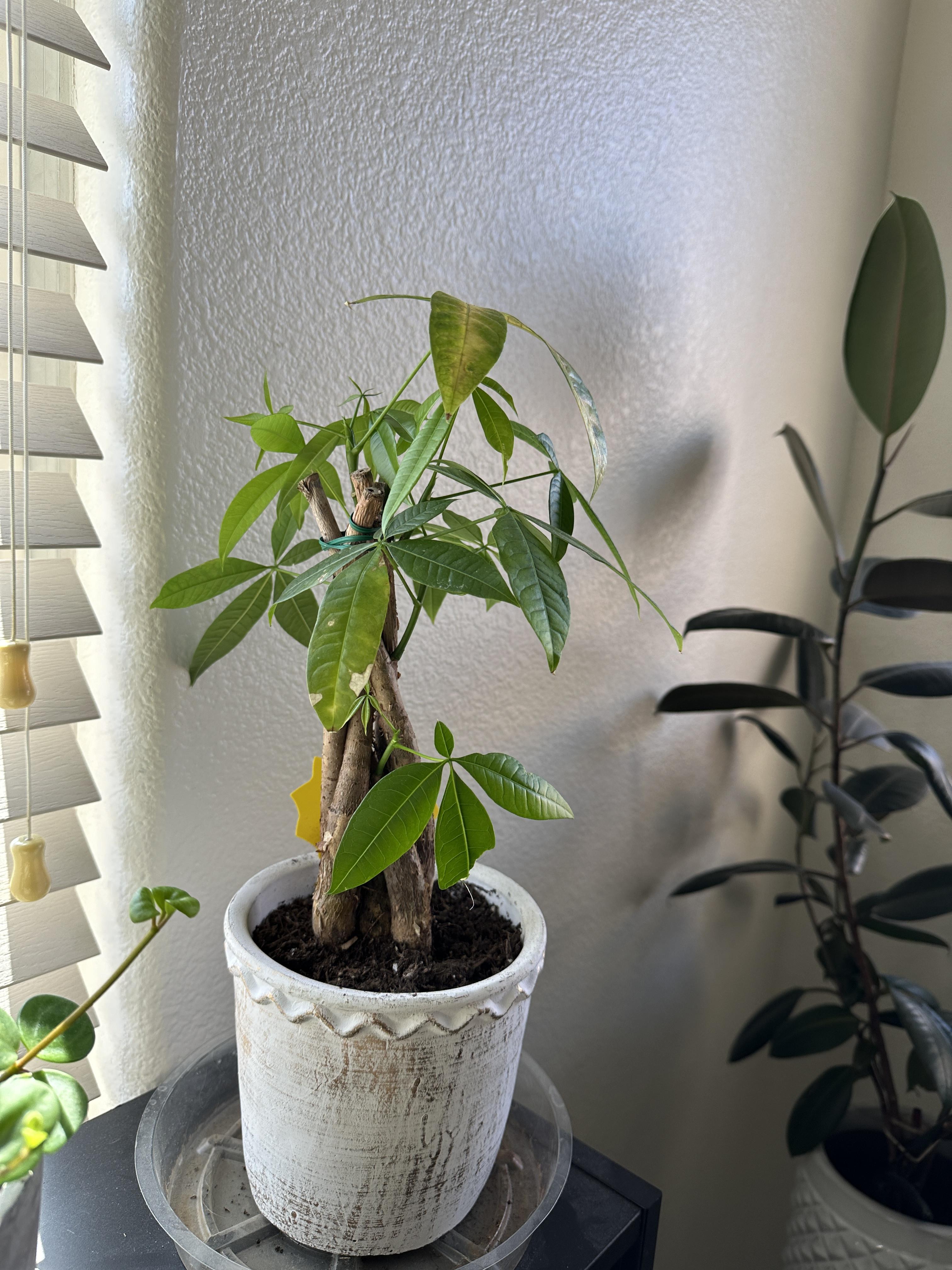 How to Care for a Money Tree Plant | The Sill
