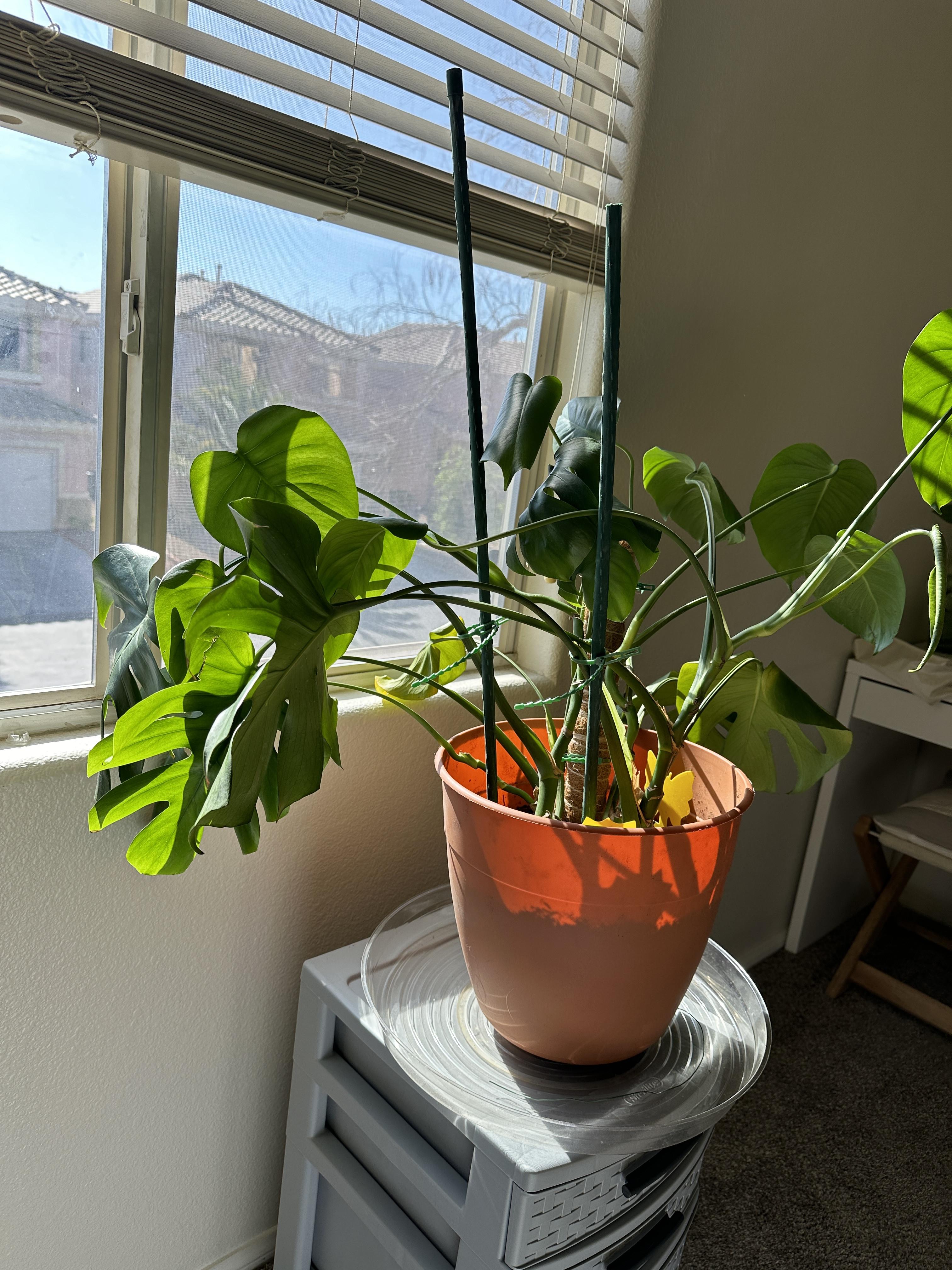 The Sill | How To Care for a Monstera Deliciosa
