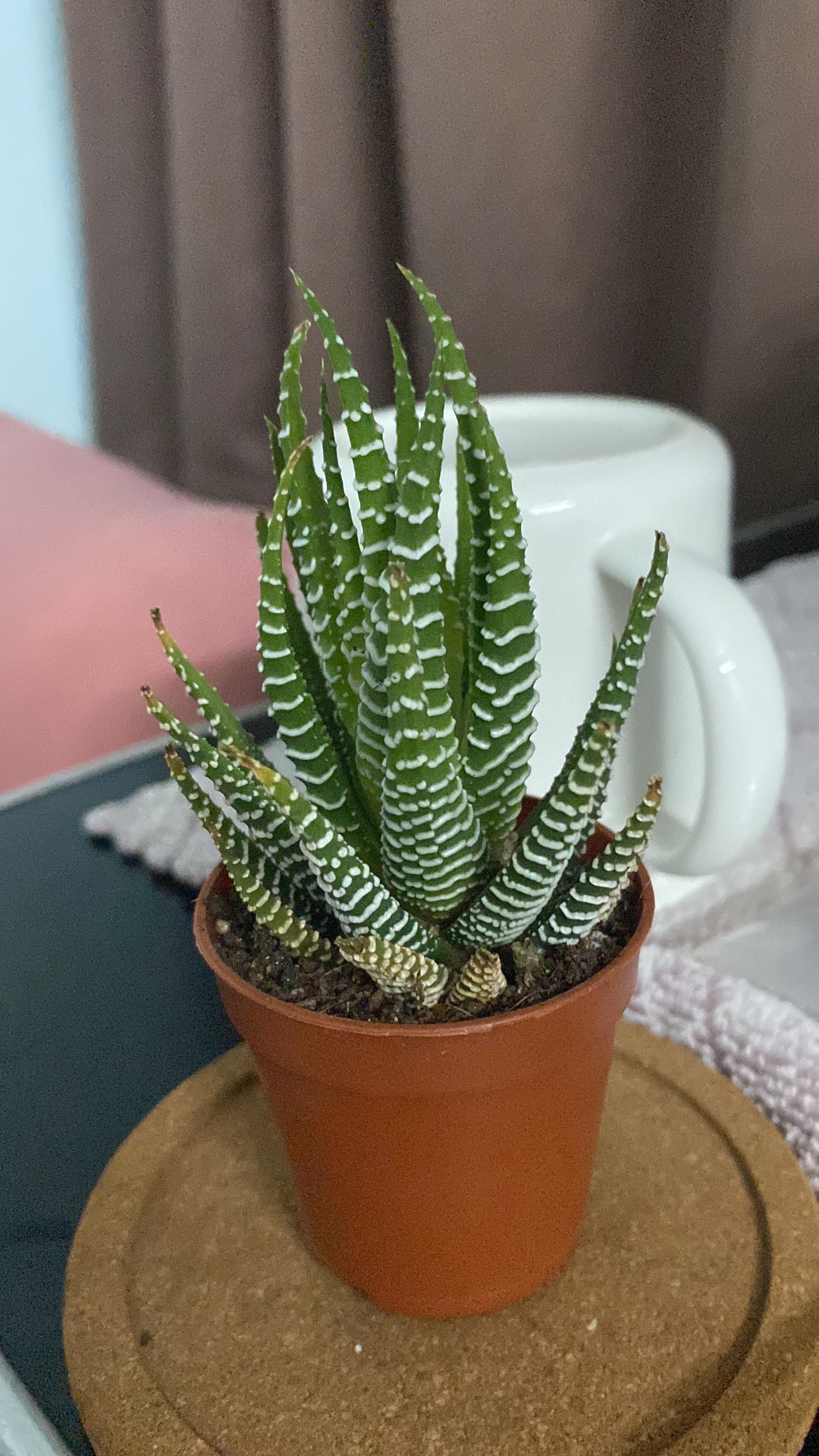 How to care for the Haworthia succulent | Plants 101 - The Sill