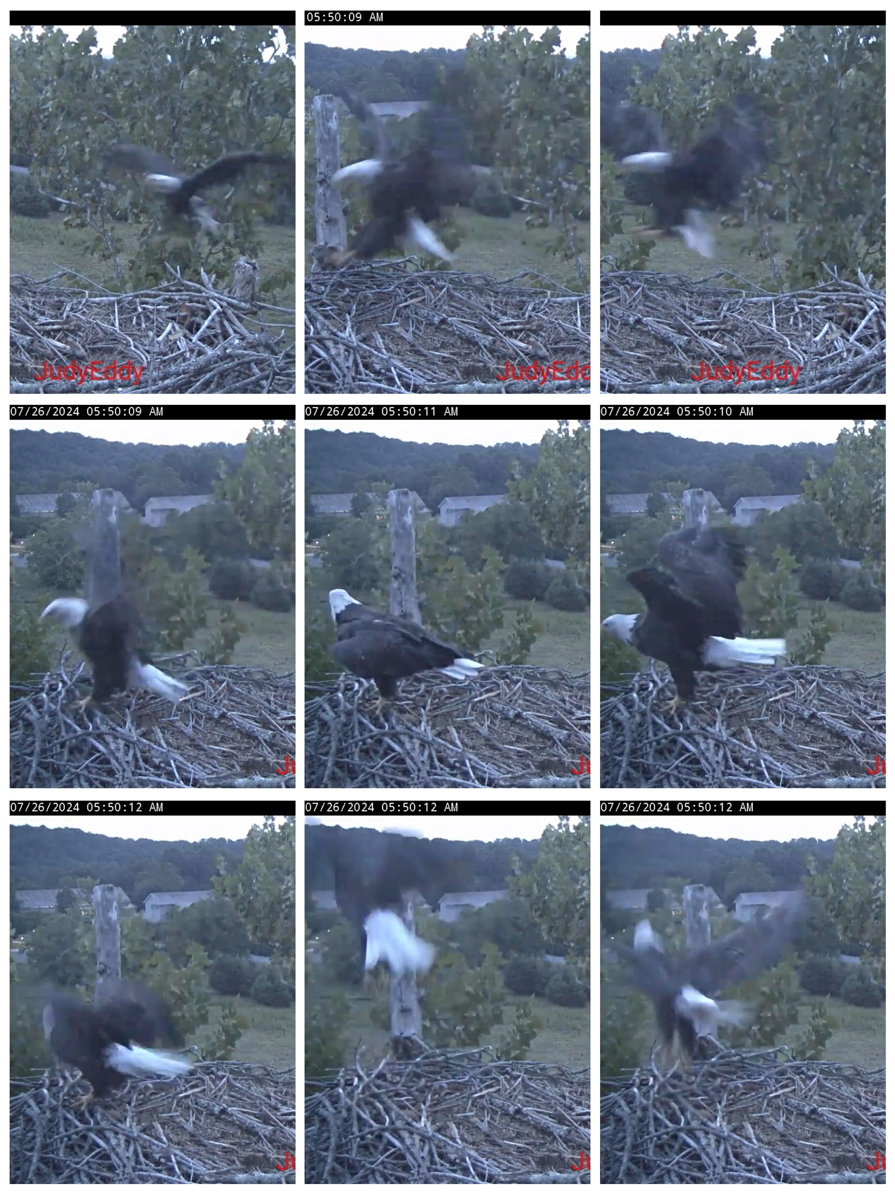 EagleCam - Outdoor Channel